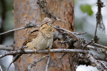 northern wryneck 