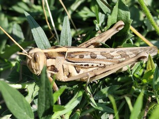 A grasshopper sits on a blade of grass, showing intricate details in a lively natural setting.