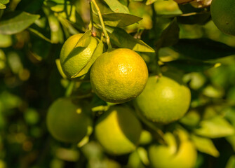 Vibrant citrus fruits hanging on lush green branches in a sunny orchard. Generative AI
