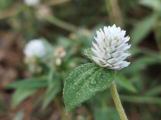 A macro closeup of a delicate blue flower bud nestled in a bed of green grass