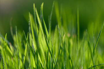 Lush green grass illuminated by morning sunlight in a tranquil outdoor setting. Generative AI