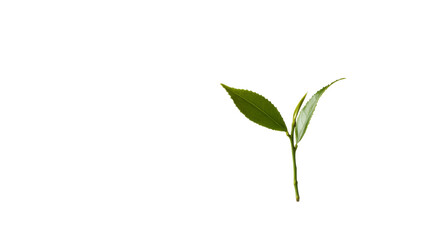 Fototapeta premium Plant growing from soil transparent background