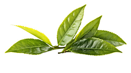 Obraz premium Green tea transparent background