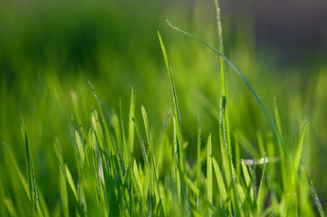 Lush green grass swaying gently in the warm sunlight of a serene afternoon. Generative AI
