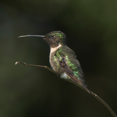 hummingbird on a branch