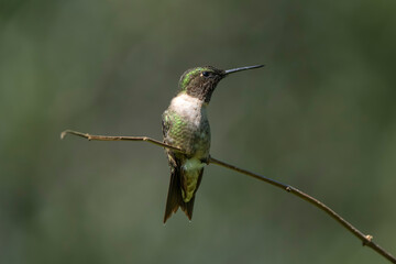 ruby hummingbird