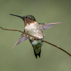 hummingbird on a branch