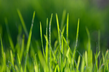 Lush green grass sways gently in the warm sunlight of a peaceful afternoon. Generative AI