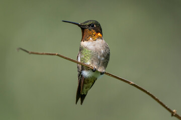 hummingbird