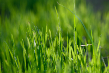 Lush green grass swaying gently under the warm afternoon sun in a tranquil meadow. Generative AI