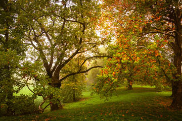 Autumn morning in the park, Serbia, the rays of the rising sun penetrate trees