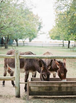 Donkeys drinking from a trough