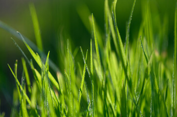 Lush green grass swaying gently in the warm sunlight of a peaceful afternoon garden. Generative AI