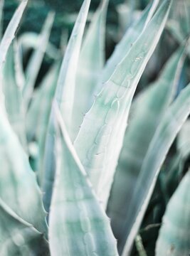 Aloe Vera