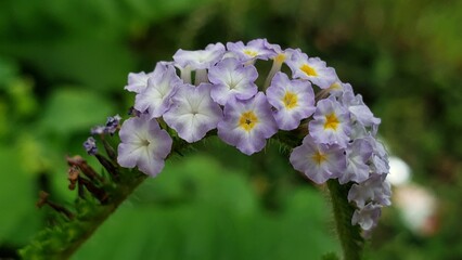 Delicate Lavender Flowers with Yellow Centers on a Green Stem