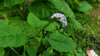 A Cluster of Delicate Purple Flowers on a Green Stem