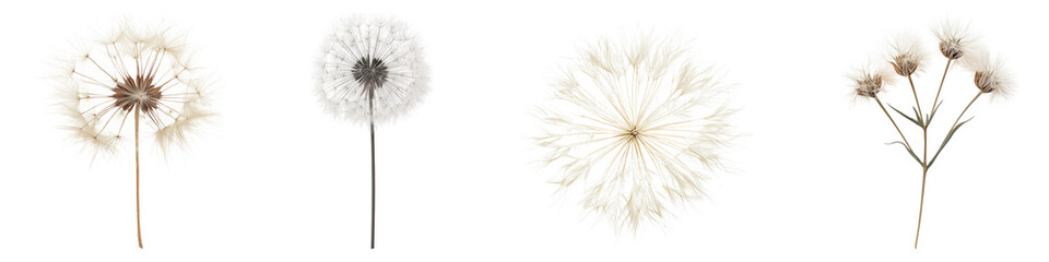 False goats beard isolated on transparent background, Set of