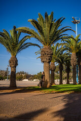 palmy plaża agadir góra ocean piękny krajobraz afryka © Tymoteusz