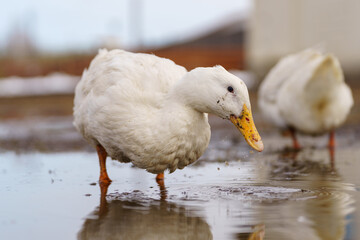 Group of white ducks gracefully stand atop the tranquil body of water.