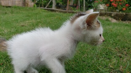 A Small White Kitten Walking Through Green Grass