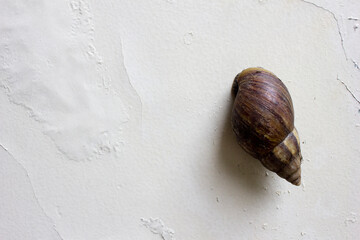 Giant African land snail isolated on the white textured wall.