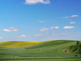 Obraz premium Idyllic Rolling Hills Under a Clear Blue Sky With Gentle Clouds