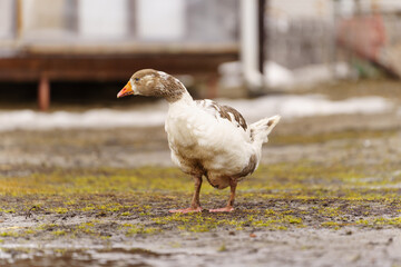 Geese group are peacefully coexisting within a fenced-in area on a farm