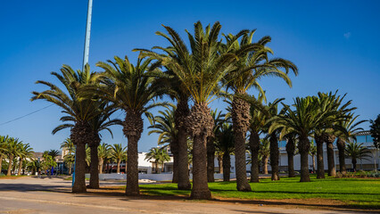 palmy plaża agadir góra ocean piękny krajobraz afryka