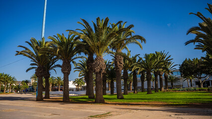 palmy plaża agadir góra ocean piękny krajobraz afryka © Tymoteusz