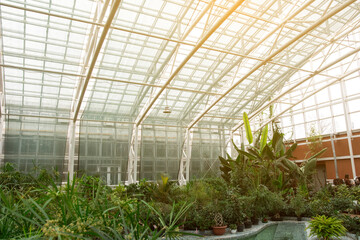 A spacious greenhouse with a glass roof and lush green plants, showcasing a variety of tropical flora. Ideal for concepts of nature, gardening, and sustainable living