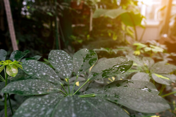Close-up of lush green leaves with water droplets in a sunlit garden, showcasing nature's beauty and freshness. Perfect for themes of growth, tranquility, and natural beauty.