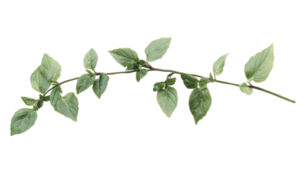 Green twig transparent background