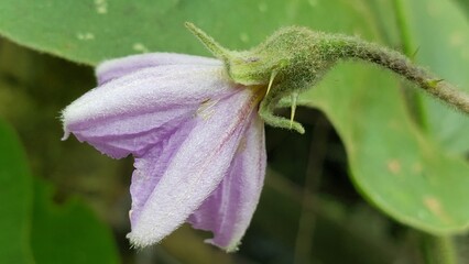 A Close-Up of a Delicate Purple Flower with Fuzzy Petals
