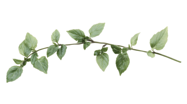 Green twig transparent background