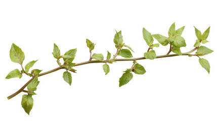 Green twig transparent background
