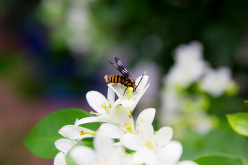 Amata huebneri moth - beautiful tiger moth from southeast asia, singapore and australia is on the flower.