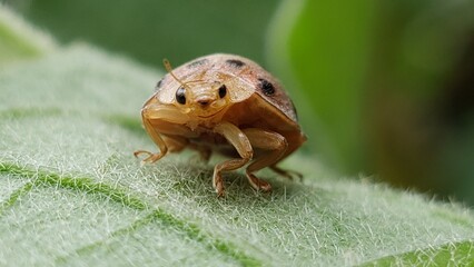 A Close-Up View of a Ladybug on a Leaf