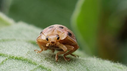 Close-up of a brown and black ladybug on a green leaf