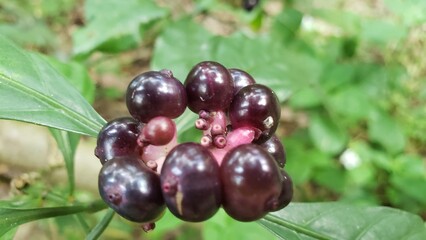 A Cluster of Dark Purple Berries on a Green Plant