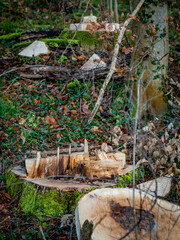 Frisch gefällte Bäume am waldrand