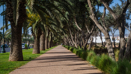 piękny krajobraz palmy maroko agadir  © Tymoteusz