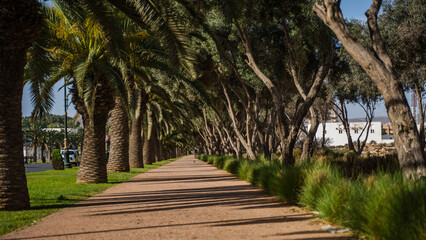 piękny krajobraz palmy maroko agadir  © Tymoteusz