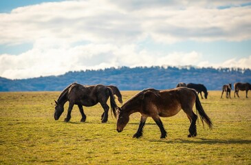 Horses grazing in a sunny meadow with mountain backdrop.