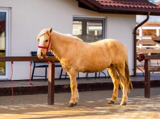 Palomino horse with a red halter stands in front of a stable on a sunny day