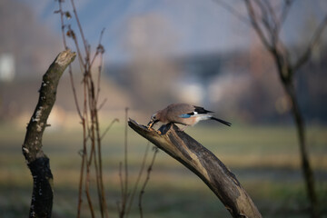 Obraz premium ucelli in volo