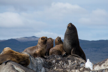 Fototapeta premium lions on the shore. Canal Beagle, Ushuaia - Argentina