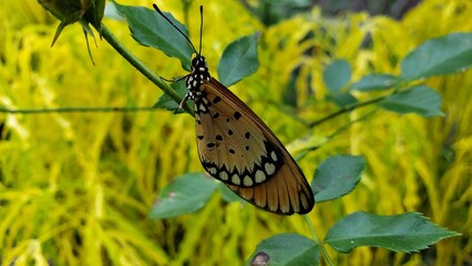 A Brown and White Butterfly Perched on a Green Stem with Yellow Foliage in the Background