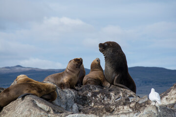 Fototapeta premium lions on the shore. Canal Beagle, Ushuaia - Argentina