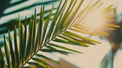 Close-up of a vibrant palm frond, bathed in warm sunlight.