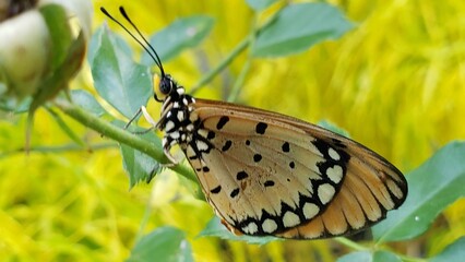 A Butterfly Perched on a Green Stem with a Blurry Yellow Background